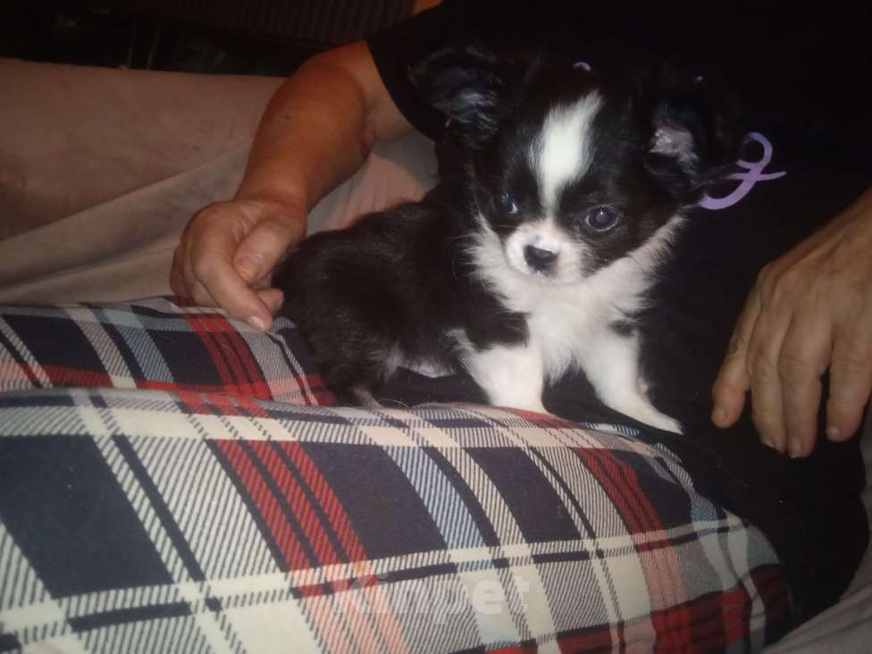 Собаки в Санкт-Петербурге: Чихуахуа мини Разнополые, 25 000 руб. - фото 6