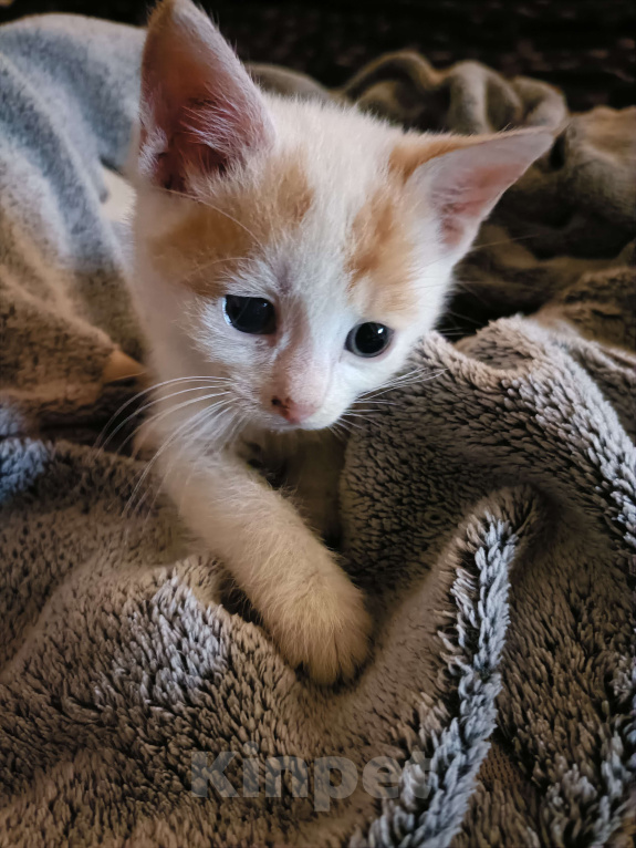 Кошки в других городах Ленинградской области: Осталось два пацана Мальчик, Бесплатно - фото 2