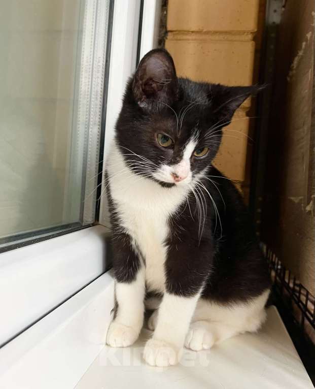 Кошки в Москве: Котенок Ляля - идеальный по характеру ребенок в добрые руки Девочка, Бесплатно - фото 7