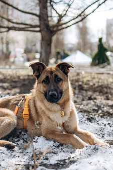 Микки ищет дом