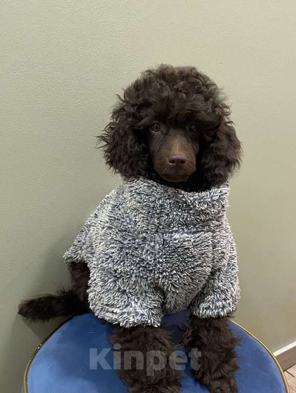 Собаки в Москве: Щенки пуделя Мальчик, Бесплатно - фото 3