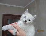 Кошки в Красноярске: Отдам котёнка в добрые руки Девочка, Бесплатно - фото 7