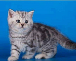 Кошки в Москве: Шотландская мраморная девочка Девочка, 30 000 руб. - фото 3