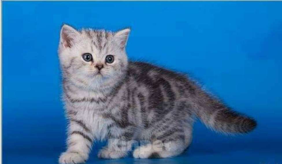 Кошки в Москве: Шотландская мраморная девочка Девочка, 30 000 руб. - фото 3