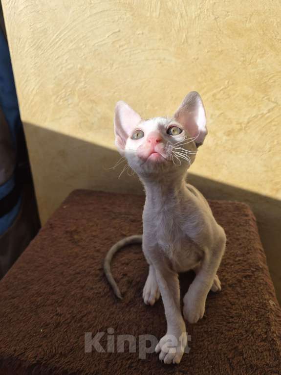 Кошки в Москве: Котенок Корниш Рекс Мальчик, 35 000 руб. - фото 3