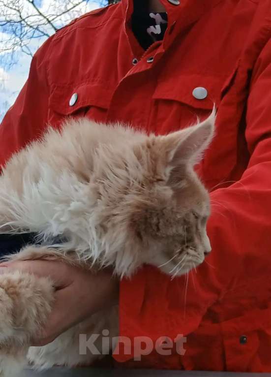 Кошки в Москве: Ребенок мейн кун Мальчик, 120 000 руб. - фото 2