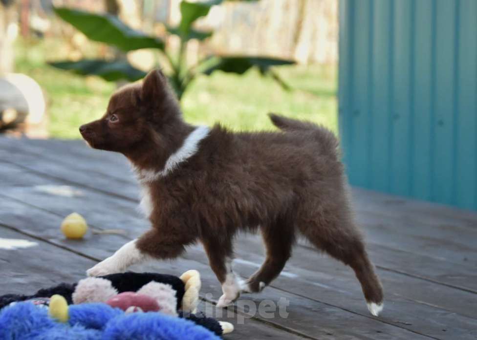 Собаки в Москве: Ненецкая оленегонная лайка, сука Ежевичка. Девочка, 80 000 руб. - фото 4