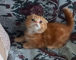 Кошки в Пскове: Шотландские котята Девочка, 15 000 руб. - фото 10