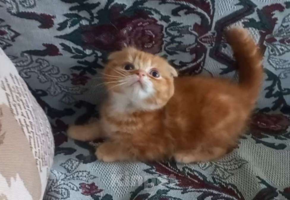 Кошки в Пскове: Шотландские котята Девочка, 15 000 руб. - фото 10