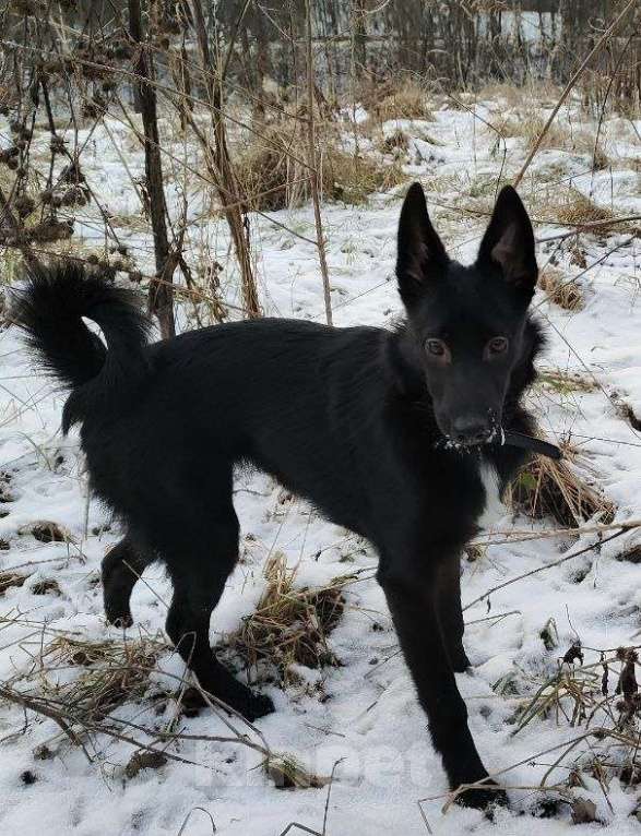 Собаки в Москве: Изящная красотка Джесси ищет дом Девочка, Бесплатно - фото 5
