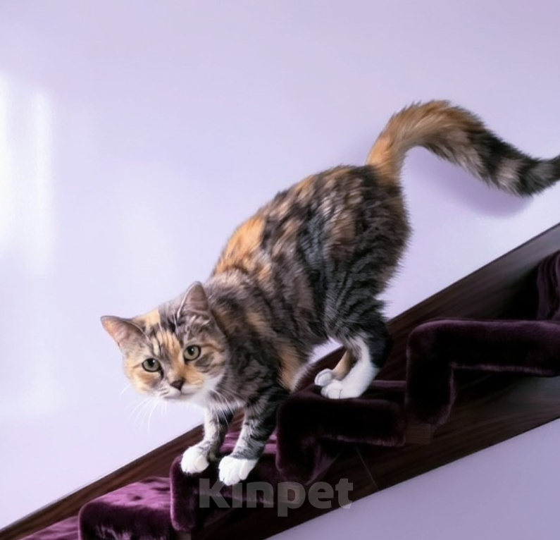 Кошки в Санкт-Петербурге: Кошечка для души Девочка, Бесплатно - фото 1
