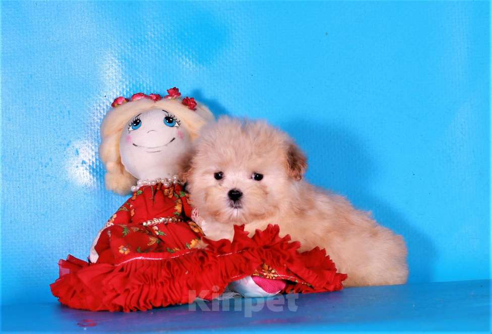 Собаки в Москве: мальтипу ф1 мини Девочка, 130 000 руб. - фото 9