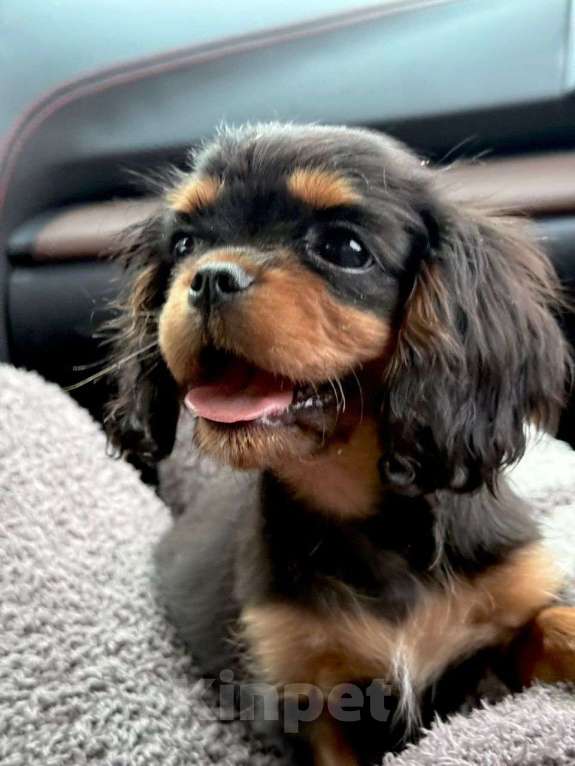 Собаки в Москве: Продается супер красивая девочка Девочка, 110 000 руб. - фото 3