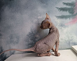 Кошки в Керчи: Котенок канадского сфинкса Девочка, 10 000 руб. - фото 5