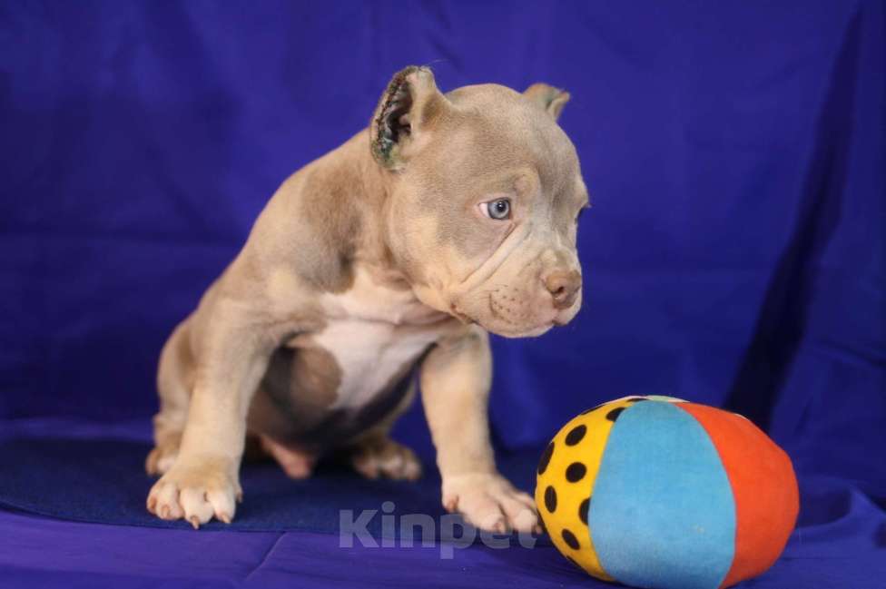 Собаки в Санкт-Петербурге: Щенки американ булли шоколадные и лиловые триколоры Мальчик, Бесплатно - фото 2