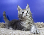 Кошки в Москве: Котенок Мейн кун Девочка, Бесплатно - фото 4