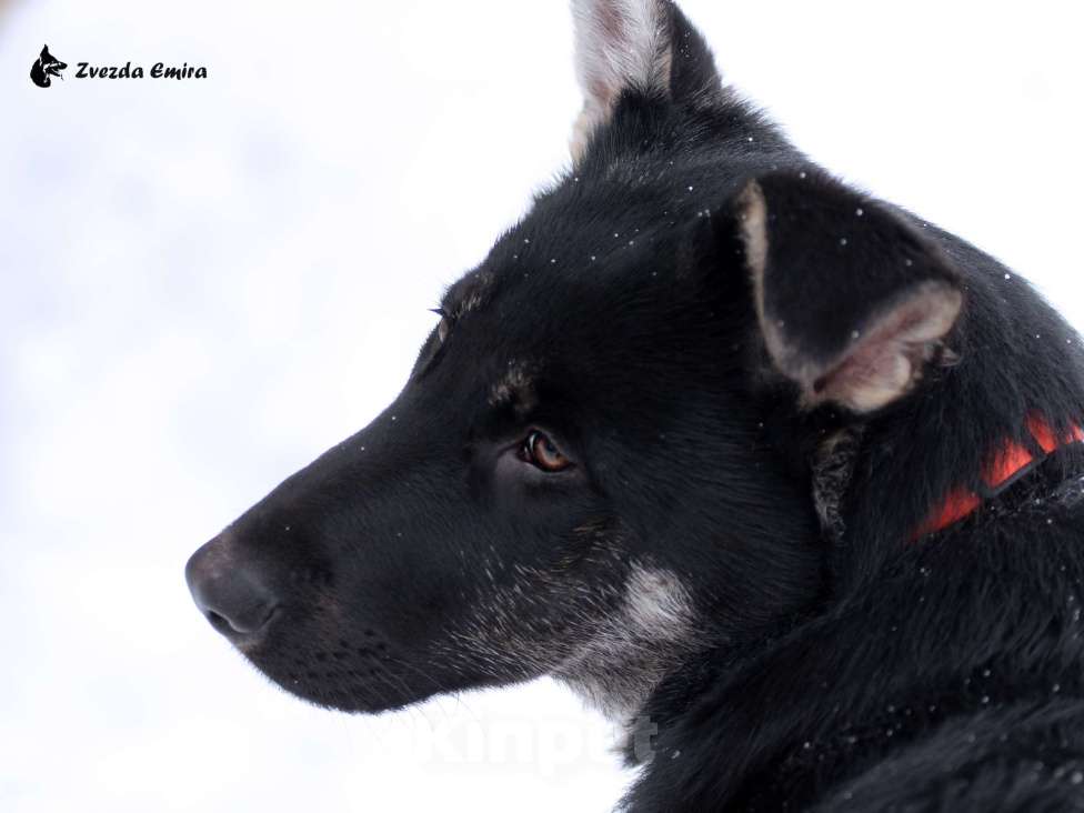 Собаки в Новосибирске: Щенок Восточноевропейской овчарки, девочка (документы РКФ) Девочка, Бесплатно - фото 2