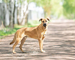 Собаки в Раменском: Собака Лексус ищет дом Мальчик, 1 руб. - фото 3