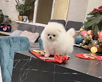 Собаки в Москве: Померанские щенки шпица SUPER VIP mini (мишка) Девочка, 35 000 руб. - фото 6