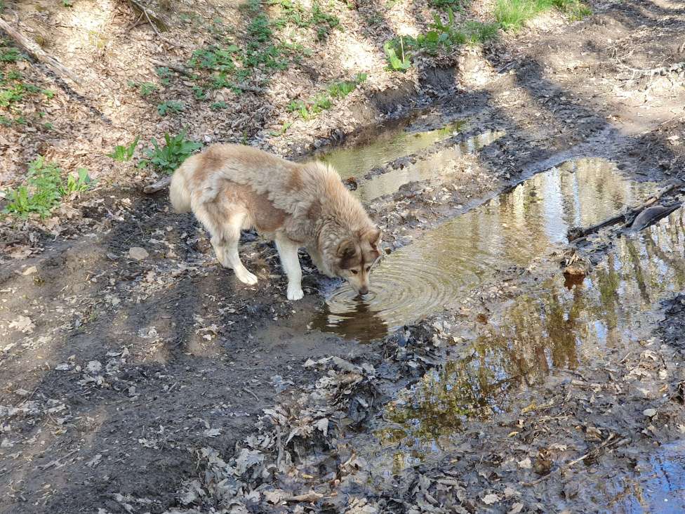 Собаки в других городах Крыма: Найден метис хаски, ищет дом Мальчик, Бесплатно - фото 4