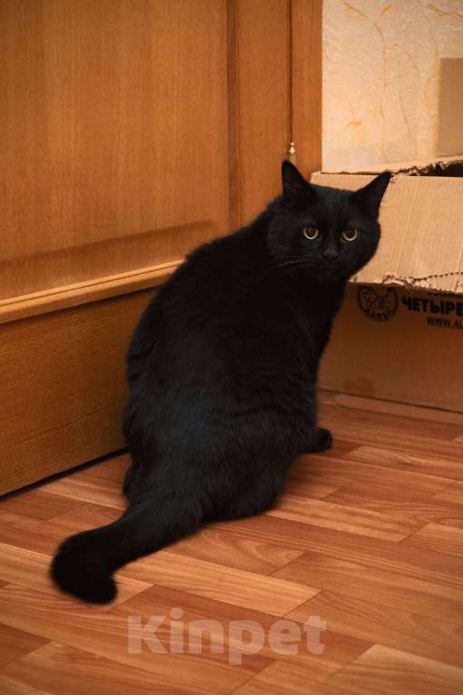 Кошки в Воронеже: Котик и зеркальце Мальчик, 100 руб. - фото 1