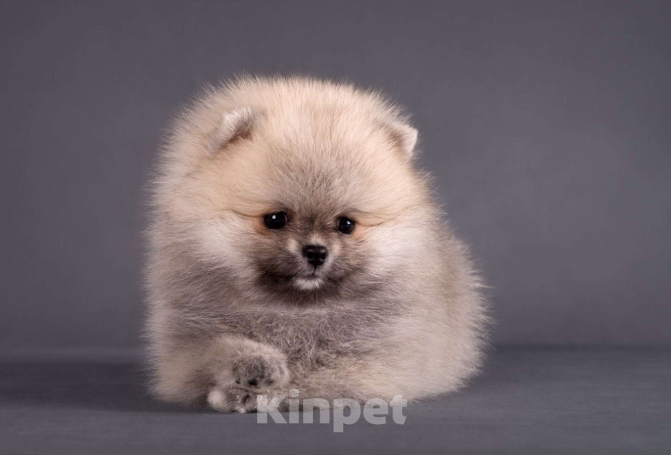 Собаки в Москве: Немецкий шпиц, померанский шпиц, щенок Девочка, 75 000 руб. - фото 5