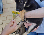 Собаки в Москве: Милая, очень добрая и веселая девочка-щенок Лиззи ищет дом Девочка, 10 руб. - фото 4