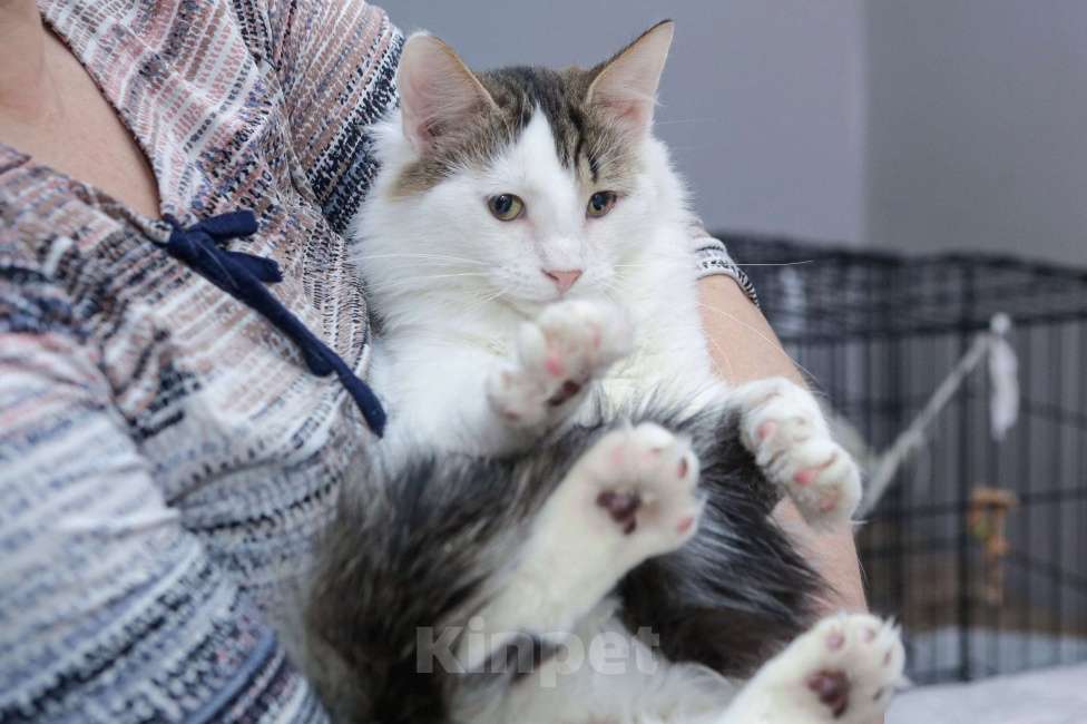 Кошки в Санкт-Петербурге: Ласковее мальчика не найдете Мальчик, 100 руб. - фото 1