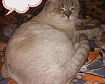 Кошки в Болхове: Серебристая шиншилла. Шотландский вислоухий котик, 1 000 руб. - фото 1