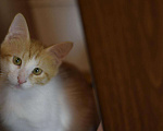 Кошки в Лянторе: Котёнок Гарри 4 месяца, Бесплатно - фото 3