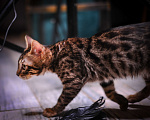 Кошки в Москве: Бенгальский котенок алк ф3 Мальчик, 35 000 руб. - фото 10