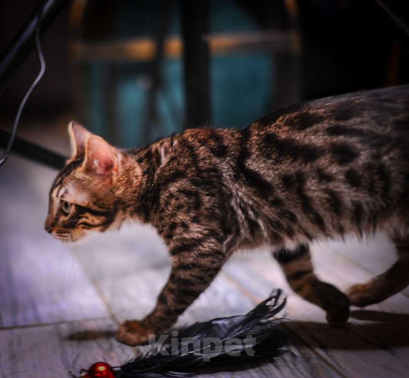 Кошки в Москве: Бенгальский котенок алк ф3 Мальчик, 35 000 руб. - фото 10
