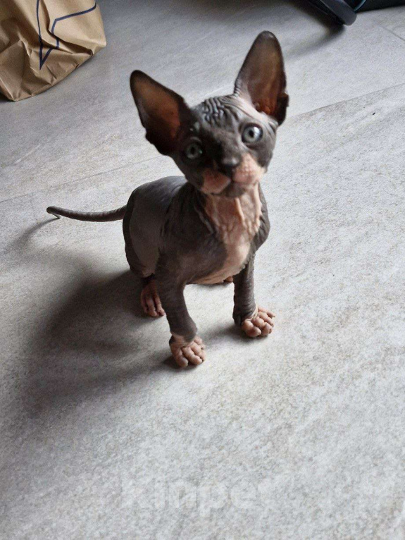 Кошки в Владивостоке: Канадский сфинкс, котенок Мальчик, Бесплатно - фото 2