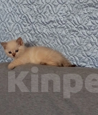 Кошки в Москве: Котенок с короткими лапками Разнополые, 29 900 руб. - фото 6