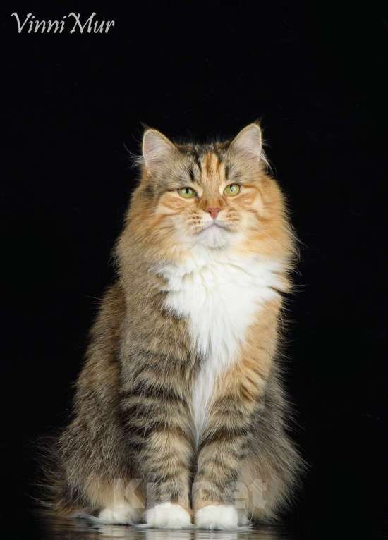 Кошки в Санкт-Петербурге: Шикарный сибирская кошка Девочка, Бесплатно - фото 2