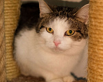 Кошки в Санкт-Петербурге: Кошка ищет дом Девочка, Бесплатно - фото 2