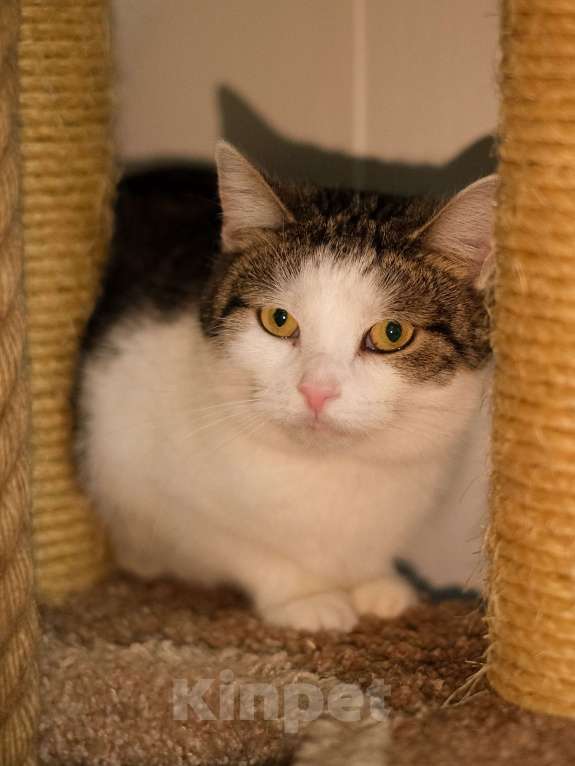 Кошки в Санкт-Петербурге: Кошка ищет дом Девочка, Бесплатно - фото 2