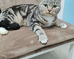 Кошки в Лобне: Кошечка со сложной судьбой в добрые руки  Девочка, Бесплатно - фото 4