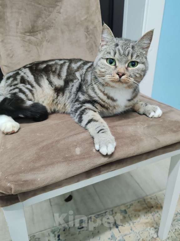 Кошки в Лобне: Кошечка со сложной судьбой в добрые руки  Девочка, Бесплатно - фото 4