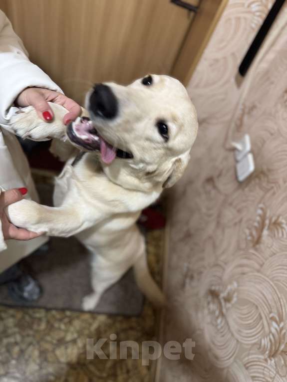 Собаки в Северске: Лабрадор +Золотистый ретривер Мальчик, 5 000 руб. - фото 2