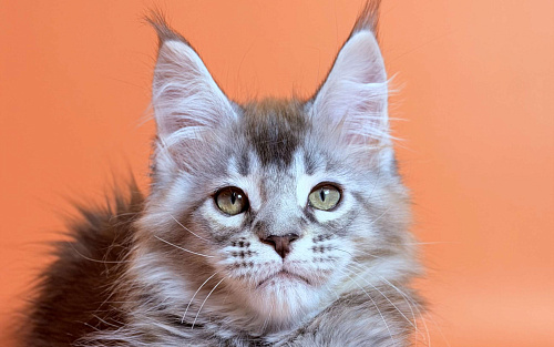 Серебряный полидакт