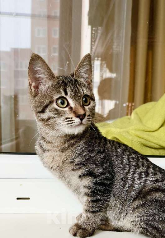 Кошки в Москве: Полосатая котенок Жужжа в добрые руки Девочка, Бесплатно - фото 5