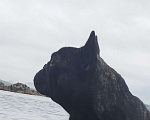 Собаки в Артеме: французский бульдог предлагаю для вязки Мальчик, Бесплатно - фото 2