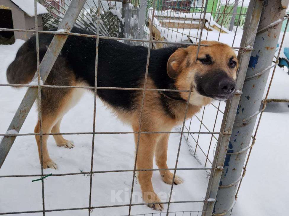 Собаки в других городах Московской области: Немецкая овчарка, щенок Мальчик, Бесплатно - фото 6