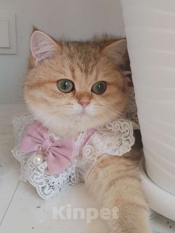 Кошки в Москве: Британская девочка золотая шиншила Девочка, 60 000 руб. - фото 3