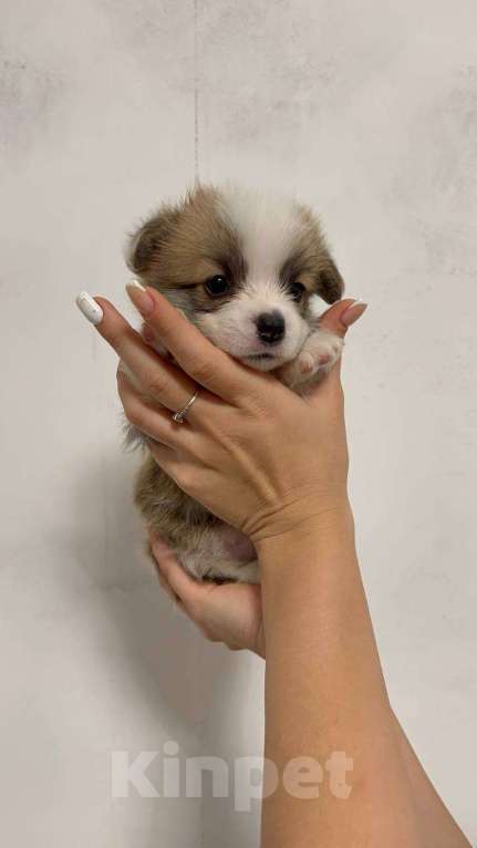 Собаки в Москве: Вельш Корги Пемброк от лучшего питомника Юга-России! Мальчик, 120 000 руб. - фото 4