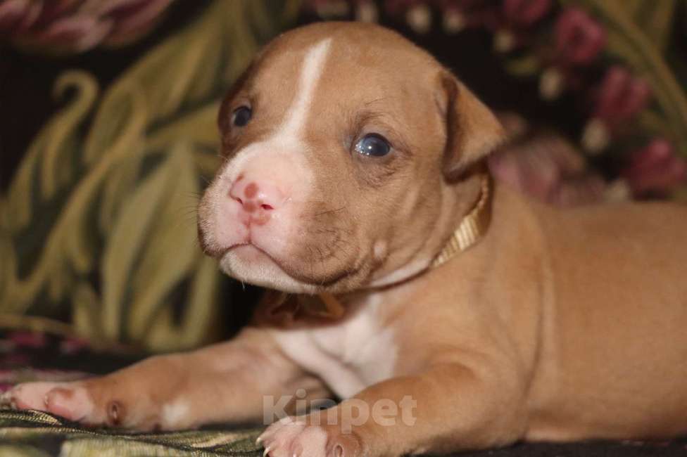 Собаки в Москве: Щенки питбуля   Мальчик, 100 000 руб. - фото 2