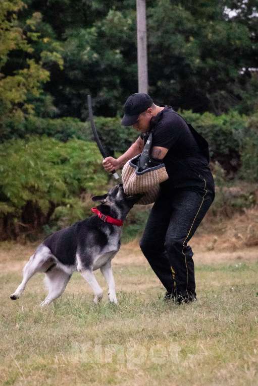 Собаки в других городах Краснодарского края: Щенки Восточноевропейской овчарки  Мальчик, 60 000 руб. - фото 10