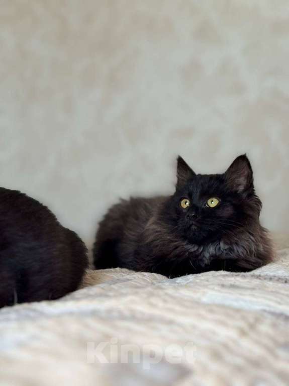 Кошки в Москве: котенок Зитта ищет дом Девочка, Бесплатно - фото 9