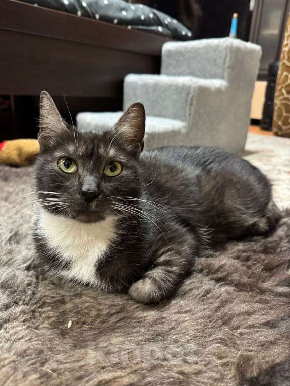 Кошки в Москве: Ласковая и спокойная кошечка Ласка в добрые руки Девочка, 1 руб. - фото 3